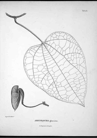 Reproducción/Reproduction 49556409576: Nova genera et species plantarum :. Antverpiae :Ex officina Christophori Plantini ...,1576.. 