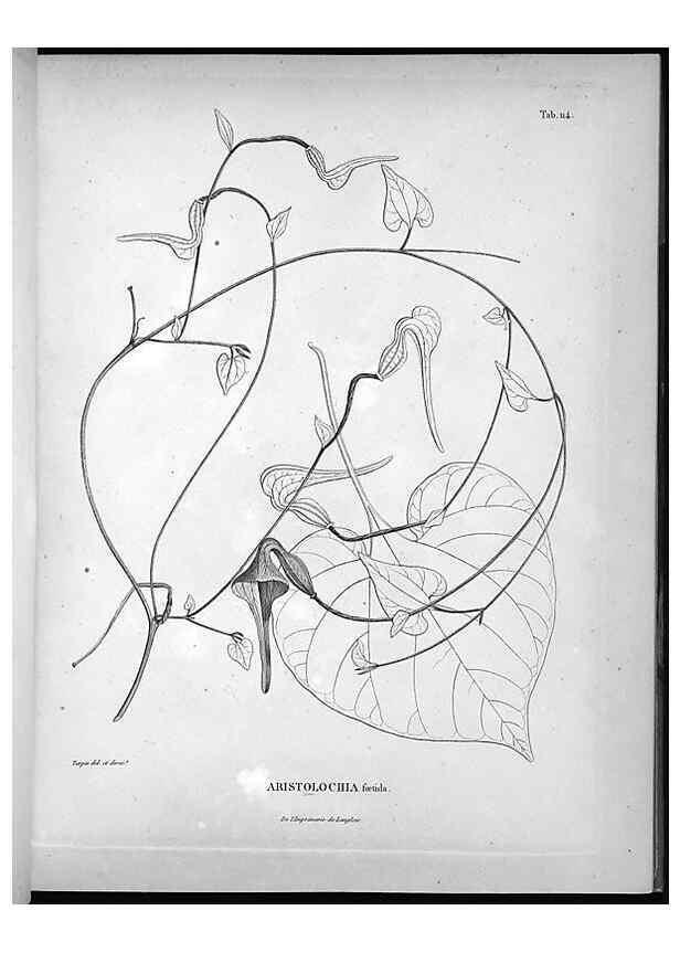 Reproducción/Reproduction 49556409471: Nova genera et species plantarum :. Antverpiae :Ex officina Christophori Plantini ...,1576.. 