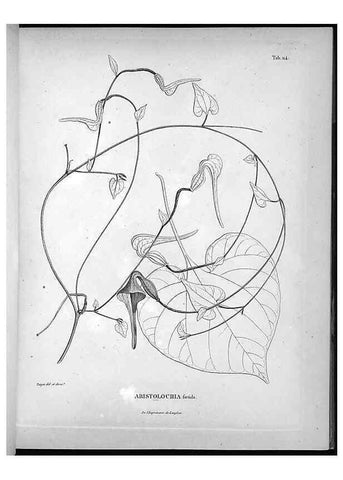 Reproducción/Reproduction 49556409471: Nova genera et species plantarum :. Antverpiae :Ex officina Christophori Plantini ...,1576.. 