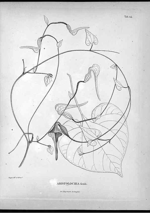 Reproducción/Reproduction 49556409471: Nova genera et species plantarum :. Antverpiae :Ex officina Christophori Plantini ...,1576.. 