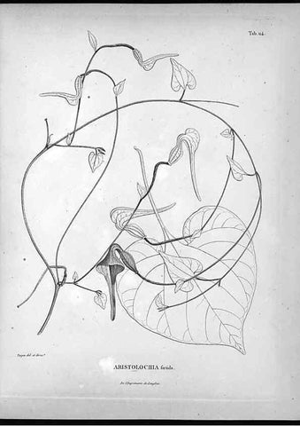 Reproducción/Reproduction 49556409471: Nova genera et species plantarum :. Antverpiae :Ex officina Christophori Plantini ...,1576.. 