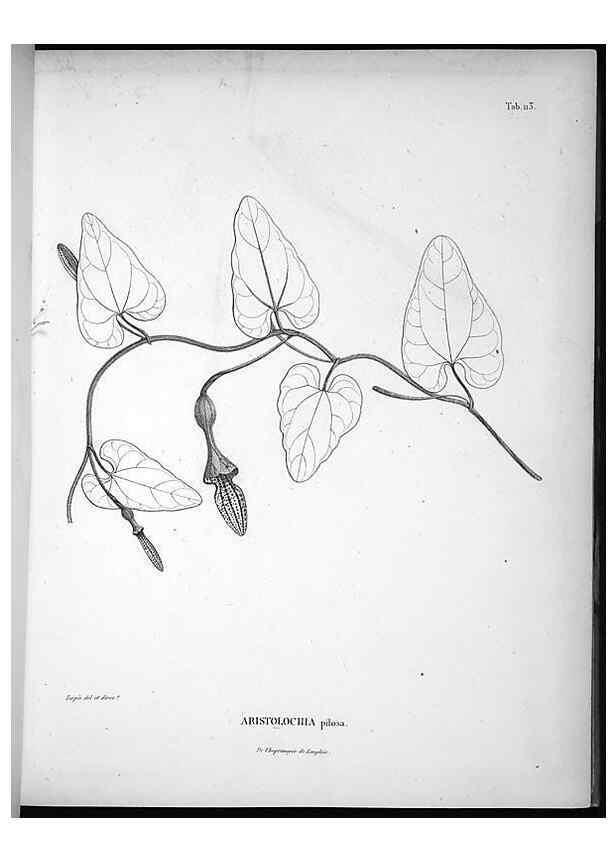 Reproducción/Reproduction 49555914683: Nova genera et species plantarum :. Antverpiae :Ex officina Christophori Plantini ...,1576.. 