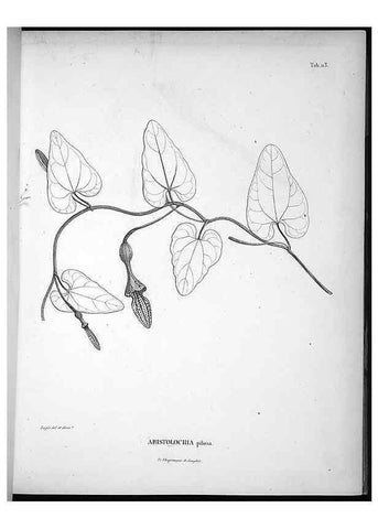 Reproducción/Reproduction 49555914683: Nova genera et species plantarum :. Antverpiae :Ex officina Christophori Plantini ...,1576.. 