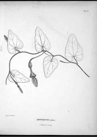 Reproducción/Reproduction 49555914683: Nova genera et species plantarum :. Antverpiae :Ex officina Christophori Plantini ...,1576.. 