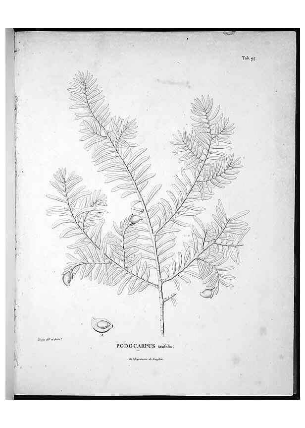 Reproducción/Reproduction 49555911948: Nova genera et species plantarum :. Antverpiae :Ex officina Christophori Plantini ...,1576.. 