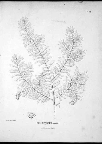 Reproducción/Reproduction 49555911948: Nova genera et species plantarum :. Antverpiae :Ex officina Christophori Plantini ...,1576.. 