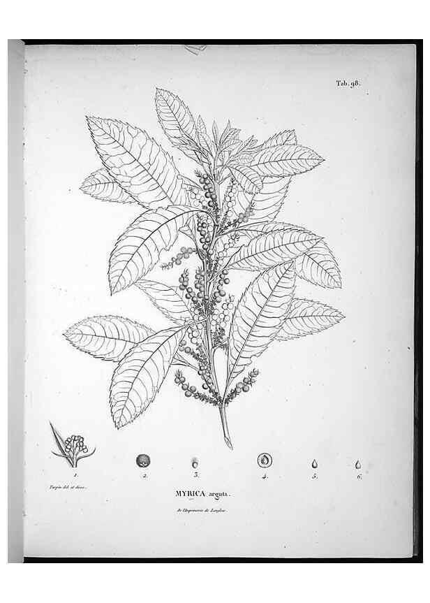 Reproducción/Reproduction 49555912218: Nova genera et species plantarum :. Antverpiae :Ex officina Christophori Plantini ...,1576.. 
