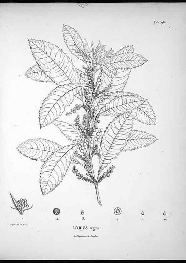 Reproducción/Reproduction 49555912218: Nova genera et species plantarum :. Antverpiae :Ex officina Christophori Plantini ...,1576.. 