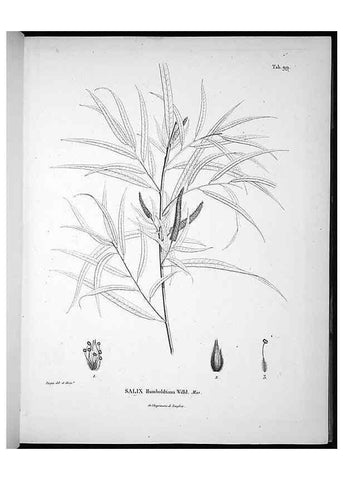 Reproducción/Reproduction 49556407021: Nova genera et species plantarum :. Antverpiae :Ex officina Christophori Plantini ...,1576.. 