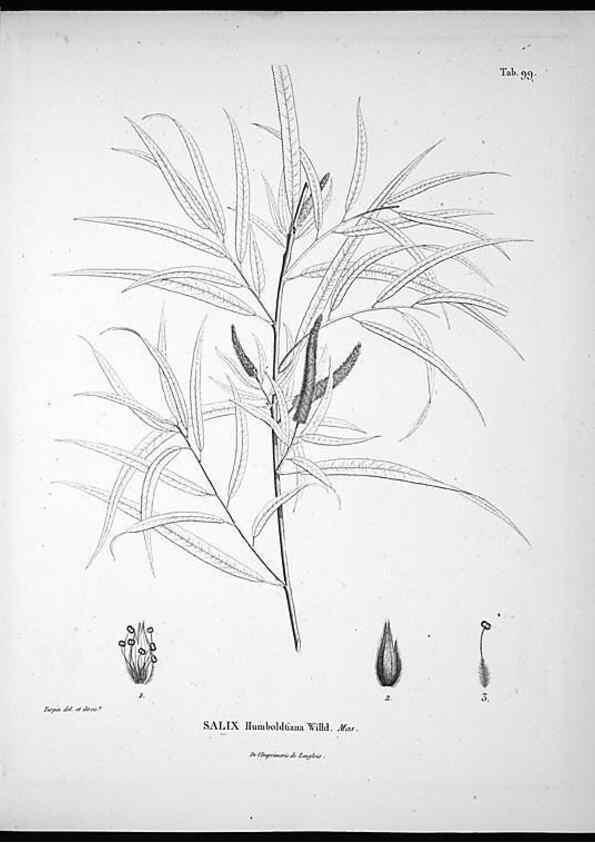 Reproducción/Reproduction 49556407021: Nova genera et species plantarum :. Antverpiae :Ex officina Christophori Plantini ...,1576.. 
