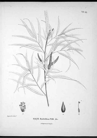 Reproducción/Reproduction 49556407021: Nova genera et species plantarum :. Antverpiae :Ex officina Christophori Plantini ...,1576.. 