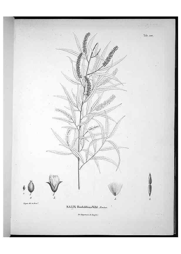 Reproducción/Reproduction 49556407206: Nova genera et species plantarum :. Antverpiae :Ex officina Christophori Plantini ...,1576.. 