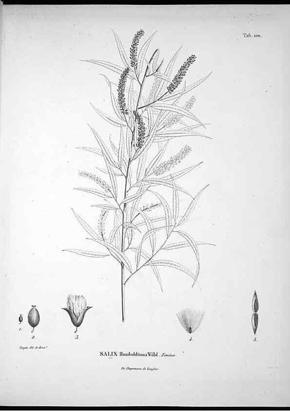Reproducción/Reproduction 49556407206: Nova genera et species plantarum :. Antverpiae :Ex officina Christophori Plantini ...,1576.. 