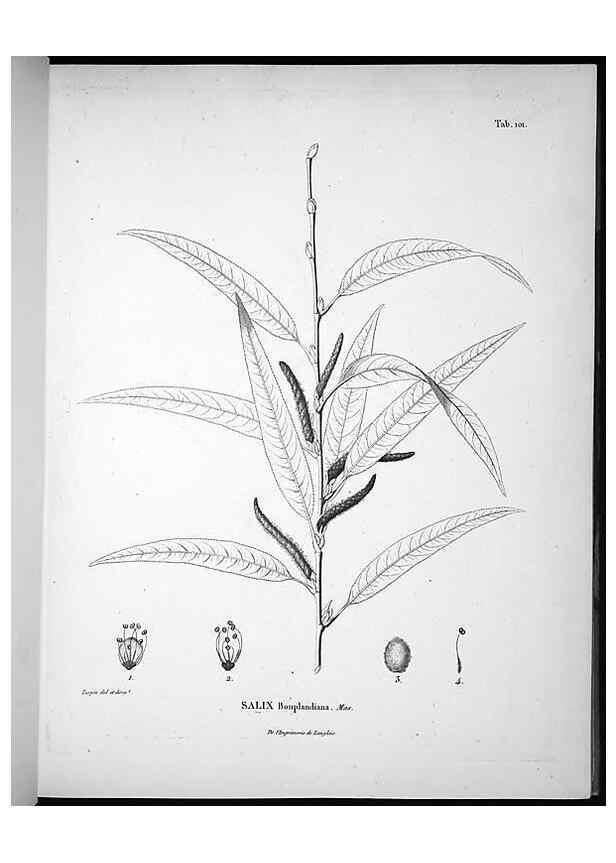 Reproducción/Reproduction 49556642972: Nova genera et species plantarum :. Antverpiae :Ex officina Christophori Plantini ...,1576.. 