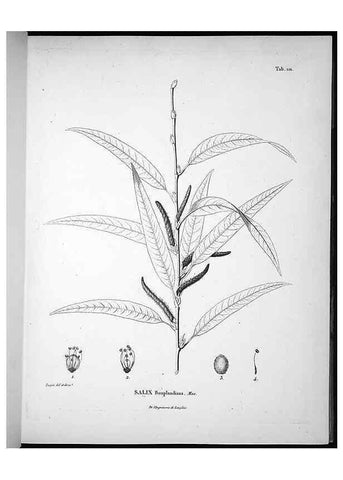 Reproducción/Reproduction 49556642972: Nova genera et species plantarum :. Antverpiae :Ex officina Christophori Plantini ...,1576.. 