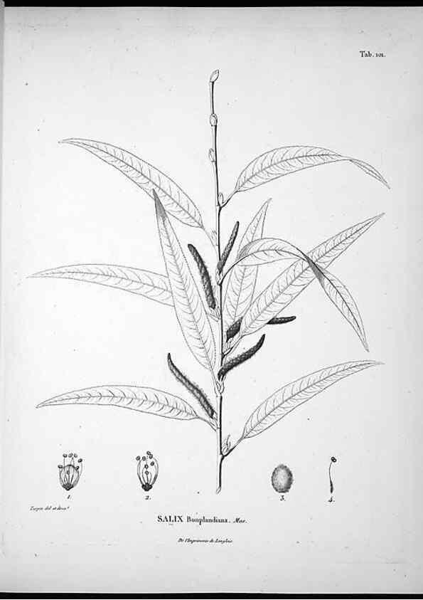 Reproducción/Reproduction 49556642972: Nova genera et species plantarum :. Antverpiae :Ex officina Christophori Plantini ...,1576.. 