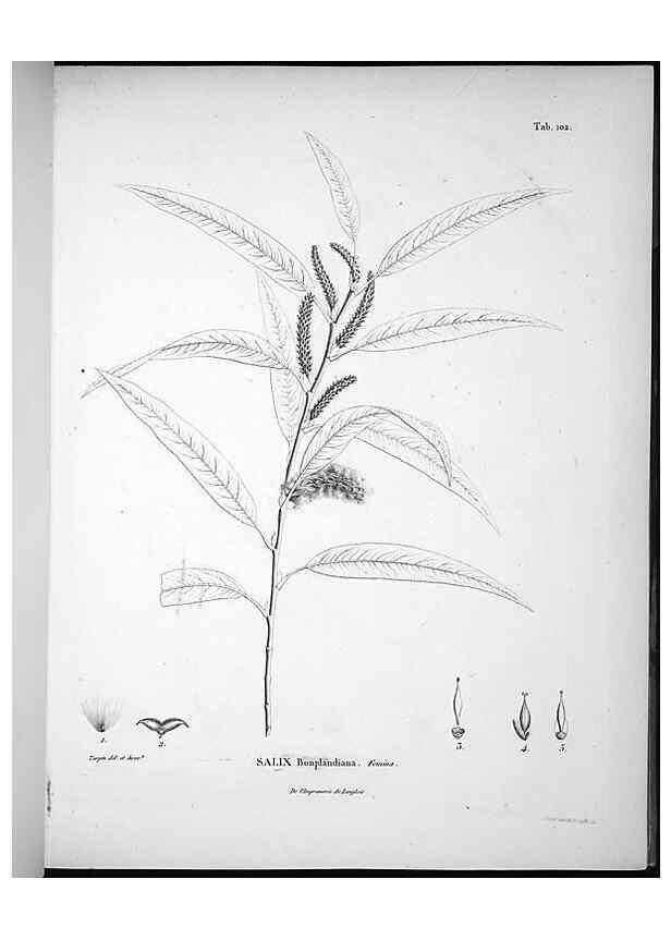 Reproducción/Reproduction 49556643092: Nova genera et species plantarum :. Antverpiae :Ex officina Christophori Plantini ...,1576.. 