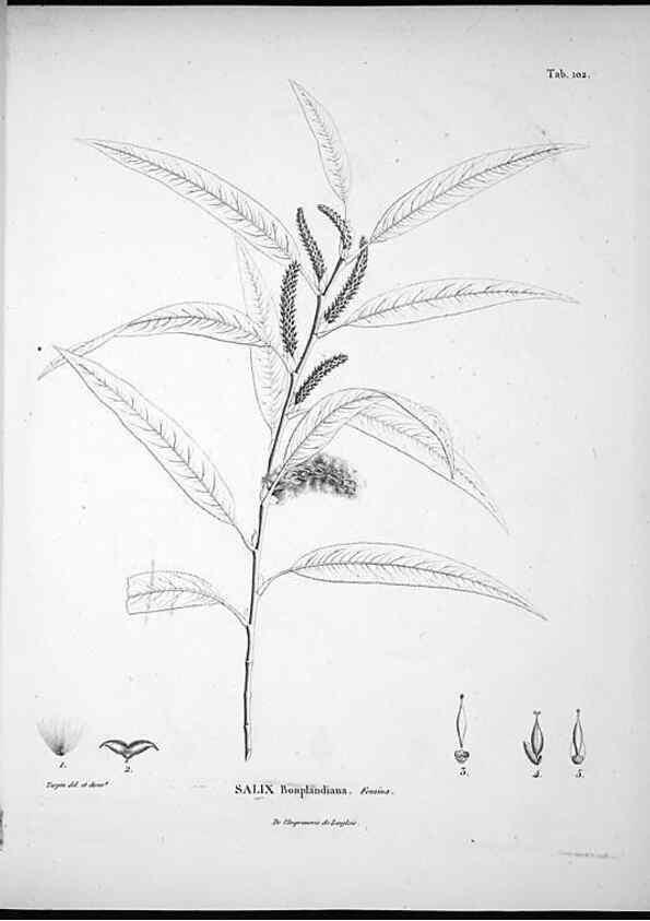 Reproducción/Reproduction 49556643092: Nova genera et species plantarum :. Antverpiae :Ex officina Christophori Plantini ...,1576.. 