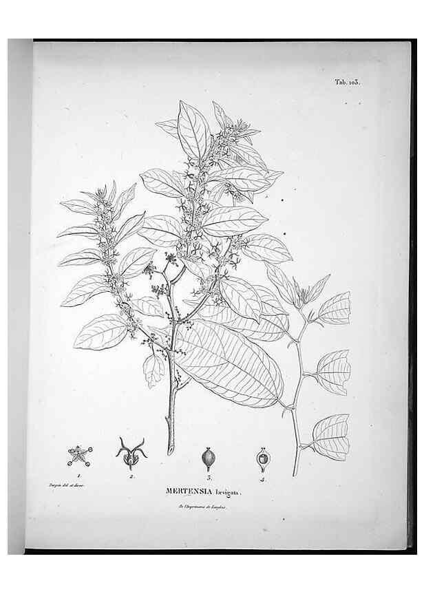 Reproducción/Reproduction 49555913133: Nova genera et species plantarum :. Antverpiae :Ex officina Christophori Plantini ...,1576.. 