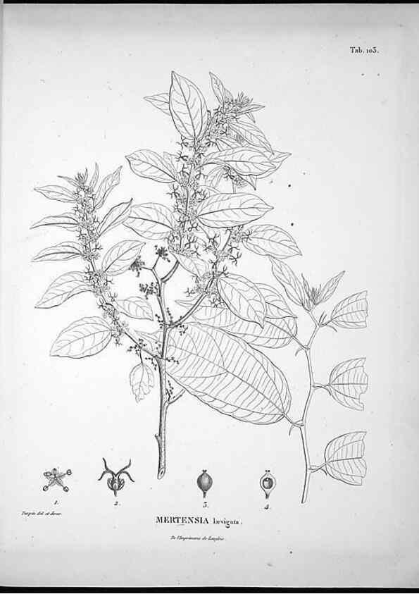 Reproducción/Reproduction 49555913133: Nova genera et species plantarum :. Antverpiae :Ex officina Christophori Plantini ...,1576.. 