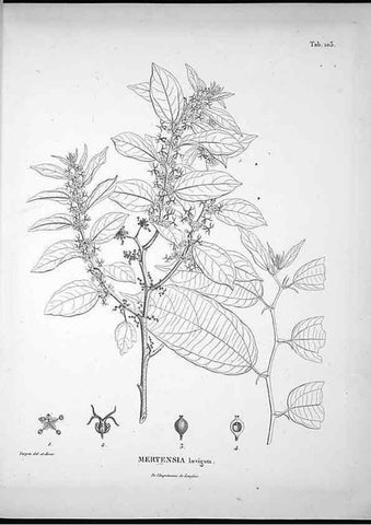 Reproducción/Reproduction 49555913133: Nova genera et species plantarum :. Antverpiae :Ex officina Christophori Plantini ...,1576.. 