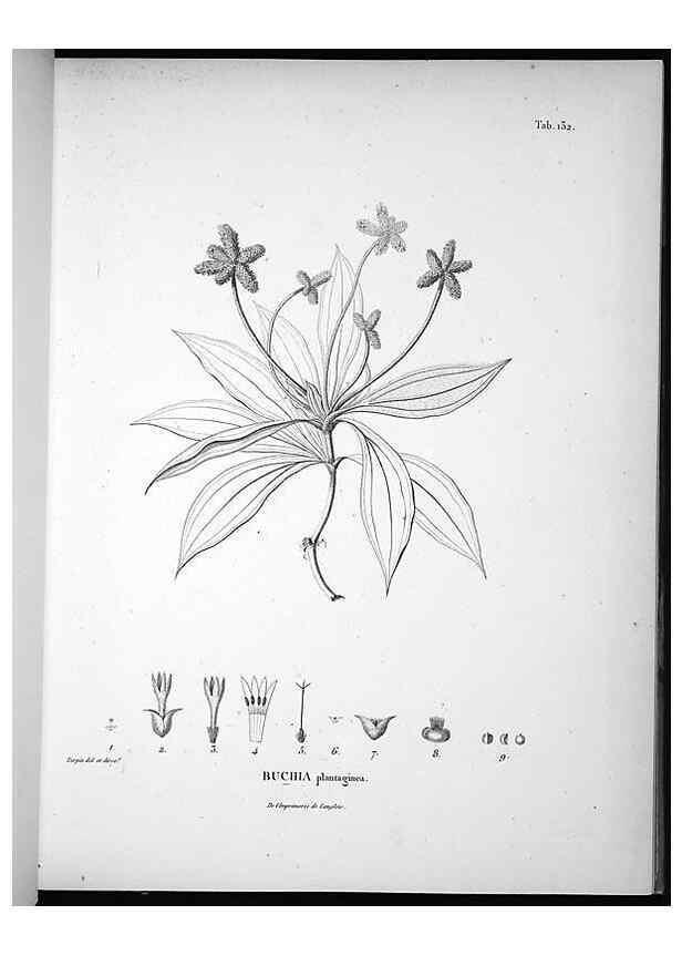 Reproducción/Reproduction 49556648032: Nova genera et species plantarum :. Antverpiae :Ex officina Christophori Plantini ...,1576.. 