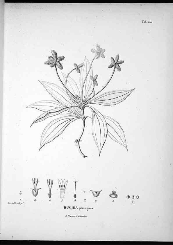 Reproducción/Reproduction 49556648032: Nova genera et species plantarum :. Antverpiae :Ex officina Christophori Plantini ...,1576.. 