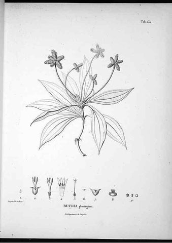 Reproducción/Reproduction 49556648032: Nova genera et species plantarum :. Antverpiae :Ex officina Christophori Plantini ...,1576.. 