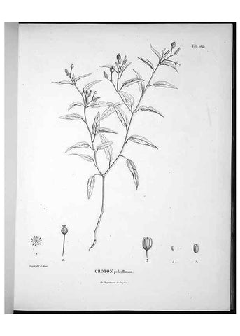 Reproducción/Reproduction 49555913263: Nova genera et species plantarum :. Antverpiae :Ex officina Christophori Plantini ...,1576.. 