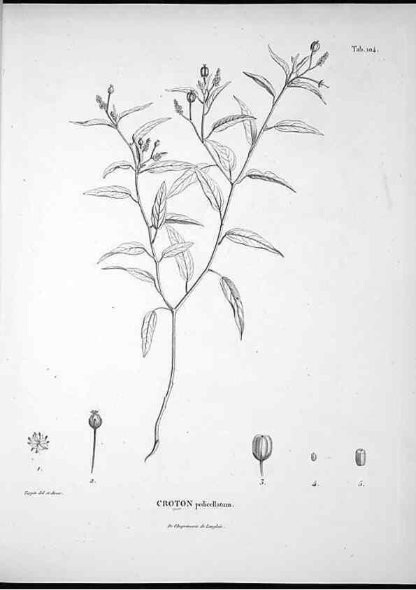 Reproducción/Reproduction 49555913263: Nova genera et species plantarum :. Antverpiae :Ex officina Christophori Plantini ...,1576.. 