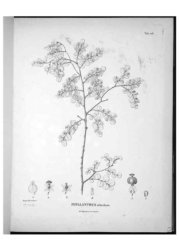 Reproducción/Reproduction 49556408161: Nova genera et species plantarum :. Antverpiae :Ex officina Christophori Plantini ...,1576.. 