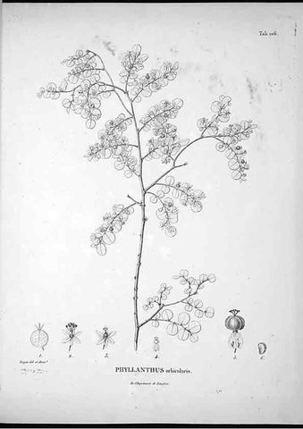 Reproducción/Reproduction 49556408161: Nova genera et species plantarum :. Antverpiae :Ex officina Christophori Plantini ...,1576.. 