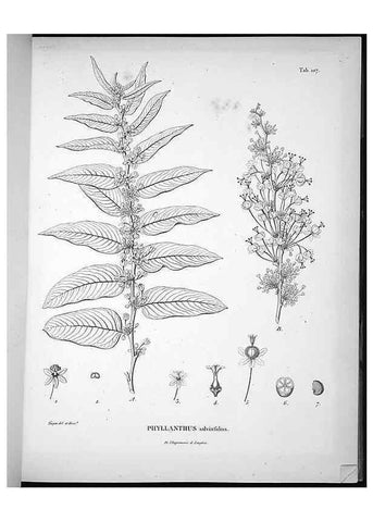 Reproducción/Reproduction 49555913718: Nova genera et species plantarum :. Antverpiae :Ex officina Christophori Plantini ...,1576.. 