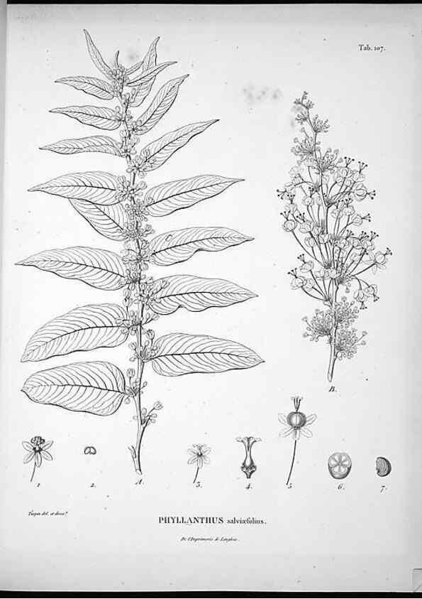 Reproducción/Reproduction 49555913718: Nova genera et species plantarum :. Antverpiae :Ex officina Christophori Plantini ...,1576.. 