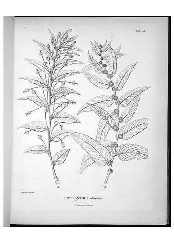 Reproducción/Reproduction 49556644142: Nova genera et species plantarum :. Antverpiae :Ex officina Christophori Plantini ...,1576.. 