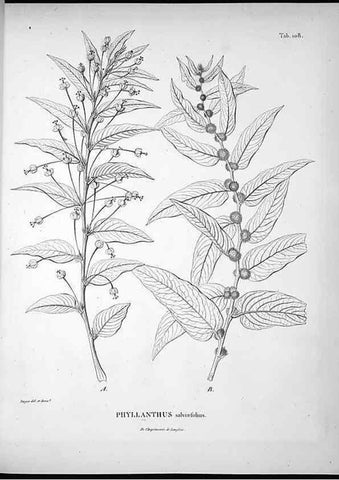 Reproducción/Reproduction 49556644142: Nova genera et species plantarum :. Antverpiae :Ex officina Christophori Plantini ...,1576.. 