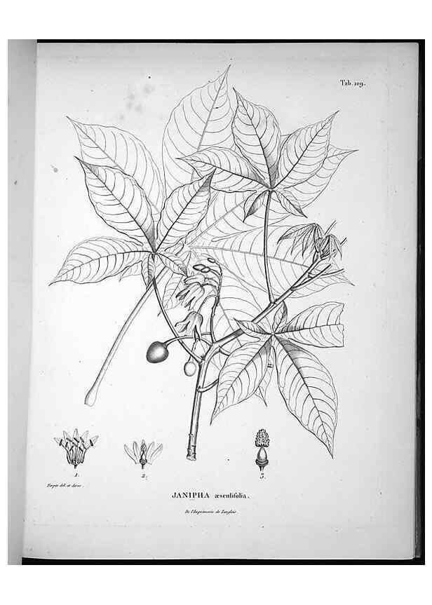 Reproducción/Reproduction 49556644287: Nova genera et species plantarum :. Antverpiae :Ex officina Christophori Plantini ...,1576.. 