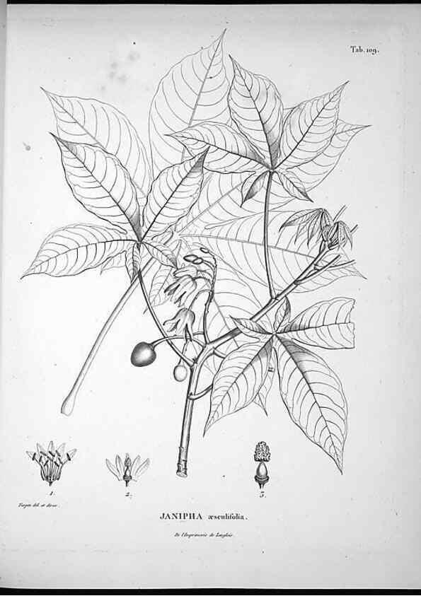 Reproducción/Reproduction 49556644287: Nova genera et species plantarum :. Antverpiae :Ex officina Christophori Plantini ...,1576.. 