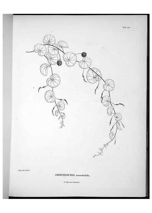 Reproducción/Reproduction 49556644437: Nova genera et species plantarum :. Antverpiae :Ex officina Christophori Plantini ...,1576.. 