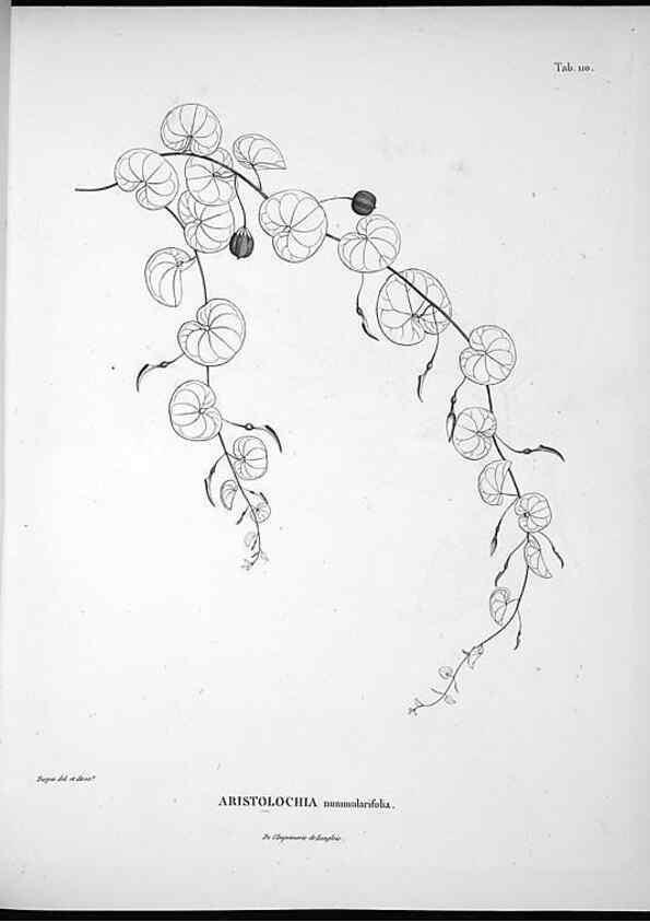 Reproducción/Reproduction 49556644437: Nova genera et species plantarum :. Antverpiae :Ex officina Christophori Plantini ...,1576.. 