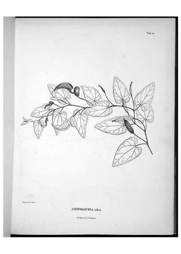 Reproducción/Reproduction 49556644602: Nova genera et species plantarum :. Antverpiae :Ex officina Christophori Plantini ...,1576.. 