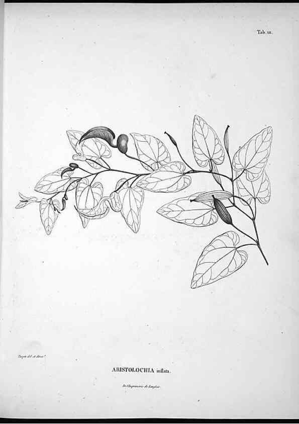Reproducción/Reproduction 49556644602: Nova genera et species plantarum :. Antverpiae :Ex officina Christophori Plantini ...,1576.. 