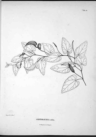 Reproducción/Reproduction 49556644602: Nova genera et species plantarum :. Antverpiae :Ex officina Christophori Plantini ...,1576.. 