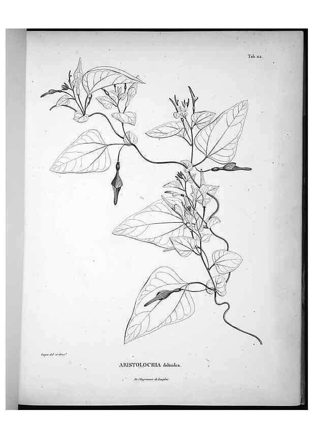 Reproducción/Reproduction 49556644757: Nova genera et species plantarum :. Antverpiae :Ex officina Christophori Plantini ...,1576.. 