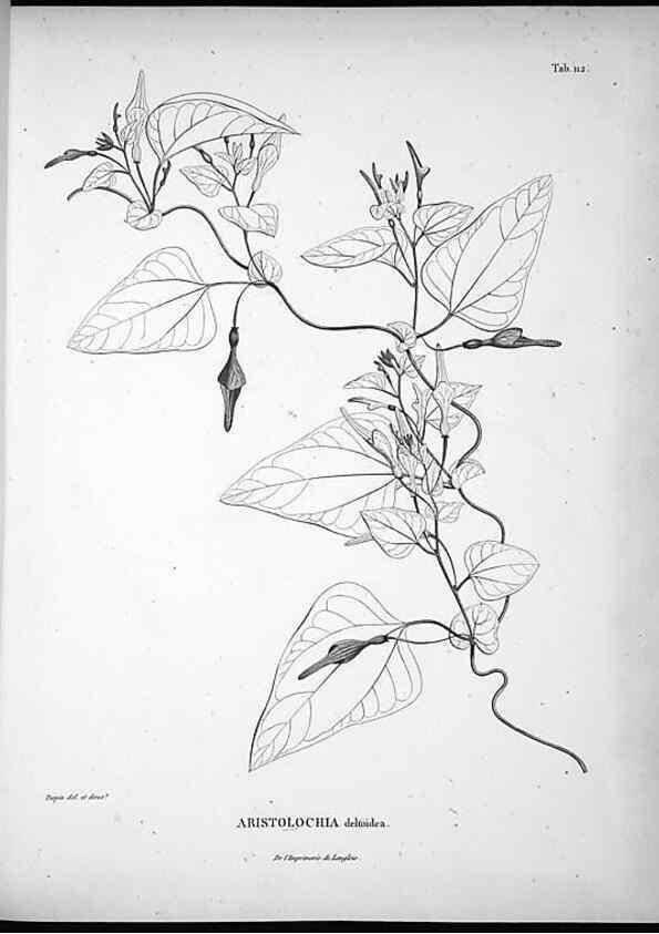 Reproducción/Reproduction 49556644757: Nova genera et species plantarum :. Antverpiae :Ex officina Christophori Plantini ...,1576.. 