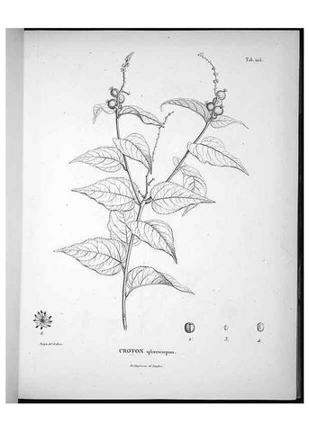 Reproducción/Reproduction 49555913403: Nova genera et species plantarum :. Antverpiae :Ex officina Christophori Plantini ...,1576.. 