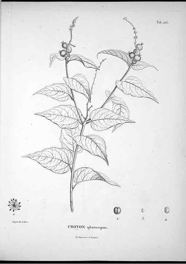 Reproducción/Reproduction 49555913403: Nova genera et species plantarum :. Antverpiae :Ex officina Christophori Plantini ...,1576.. 
