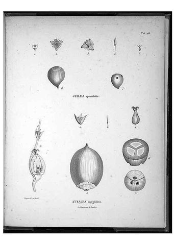 Reproducción/Reproduction 49556385781: Nova genera et species plantarum :. Antverpiae :Ex officina Christophori Plantini ...,1576.. 