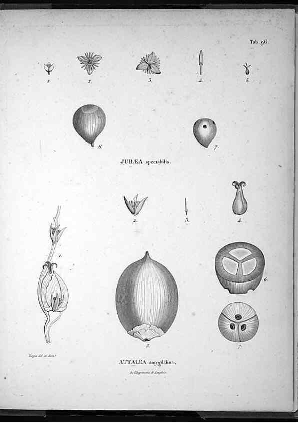 Reproducción/Reproduction 49556385781: Nova genera et species plantarum :. Antverpiae :Ex officina Christophori Plantini ...,1576.. 