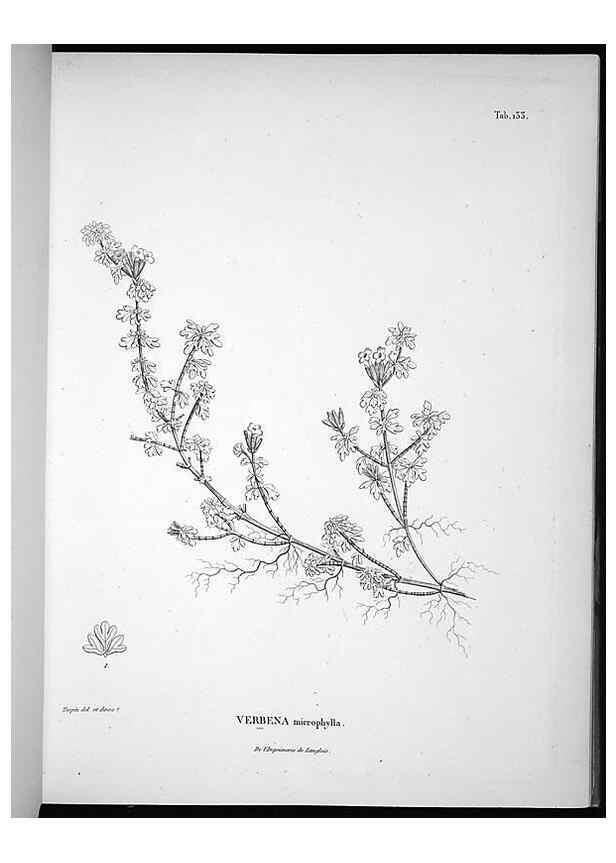 Reproducción/Reproduction 49556412671: Nova genera et species plantarum :. Antverpiae :Ex officina Christophori Plantini ...,1576.. 